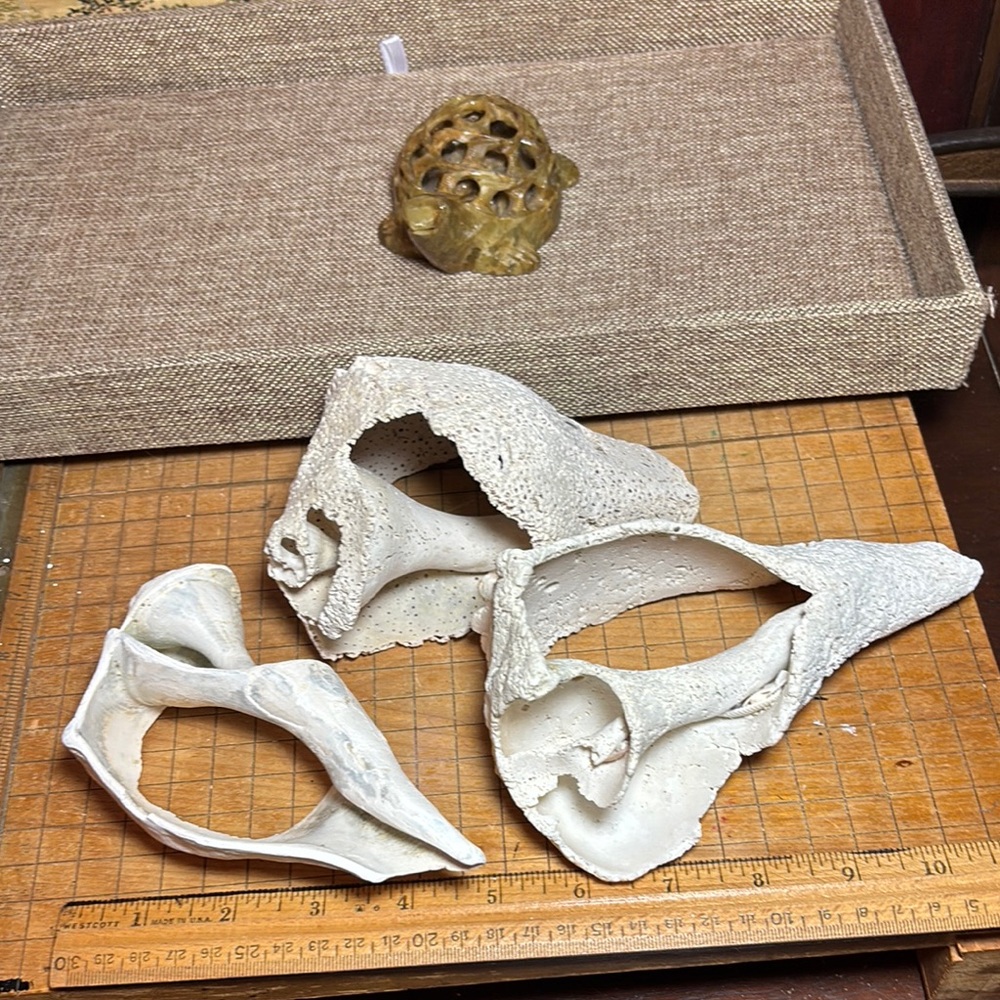 Heavily Weathered Sea Shells Decor Natural White Sculptural Organic 1lb 2oz